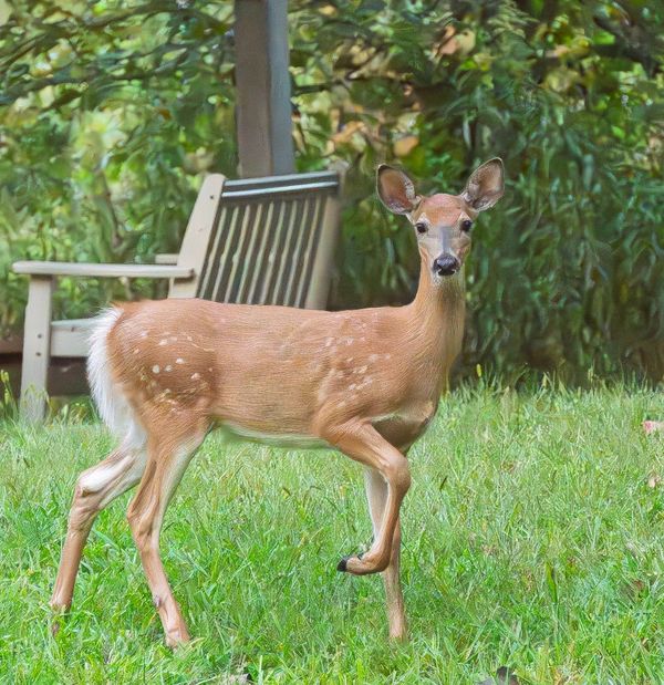 I'm Prancer. This is my Tinder Pic. I'm  looking for a Hot Buck!