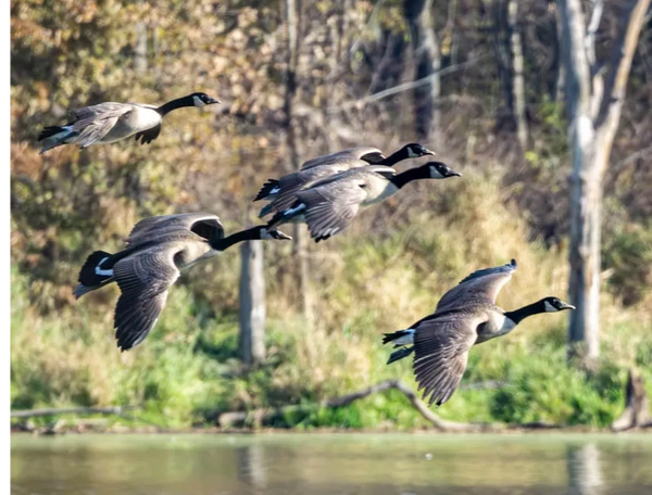 Flock of Canadian Geese Glide to a Water Landing. Lake Darling, Iowa USA