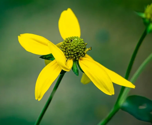 Bright, Yellow Flower-Beckoning Bees. Pleasant Lake, Iowa, USA.
 
