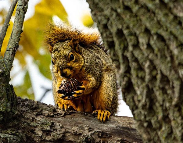 Tree Top Dinner. Squirrel in my own backyard.
