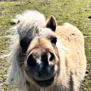 Pony looking at camera