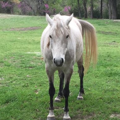 White horse standing in empty land
