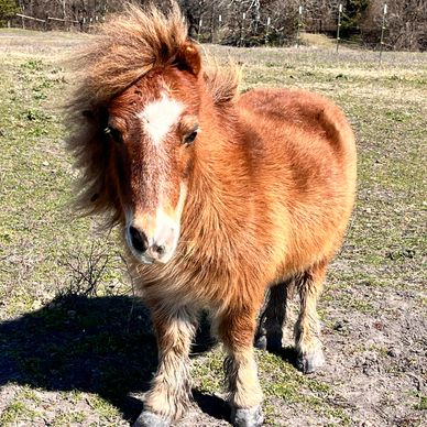 ponny standing in sun