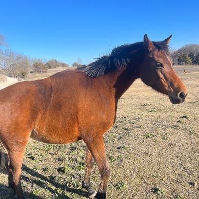 brown horse facing right side