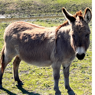 A donkey standing in sunlight