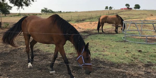 Horses eating grass in field