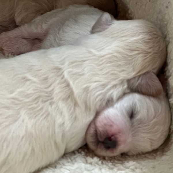 A new litter of bolognese puppies just days old.