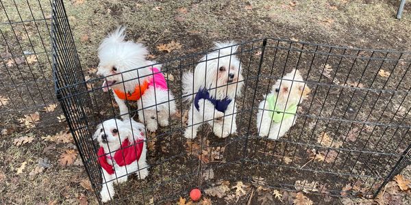 Our bolognese dog gang.  