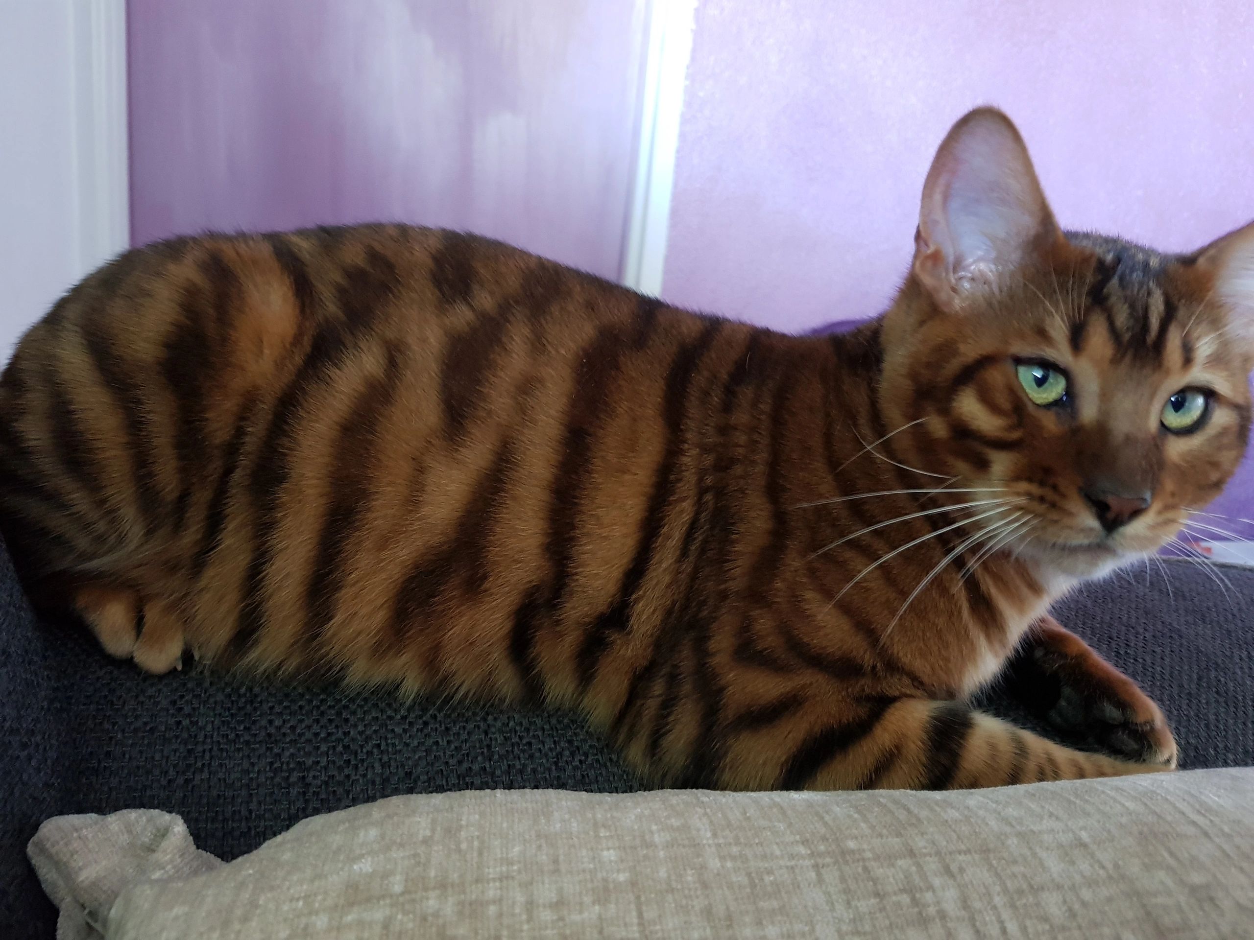 45++ Toyger kittens melbourne Funny Cats
