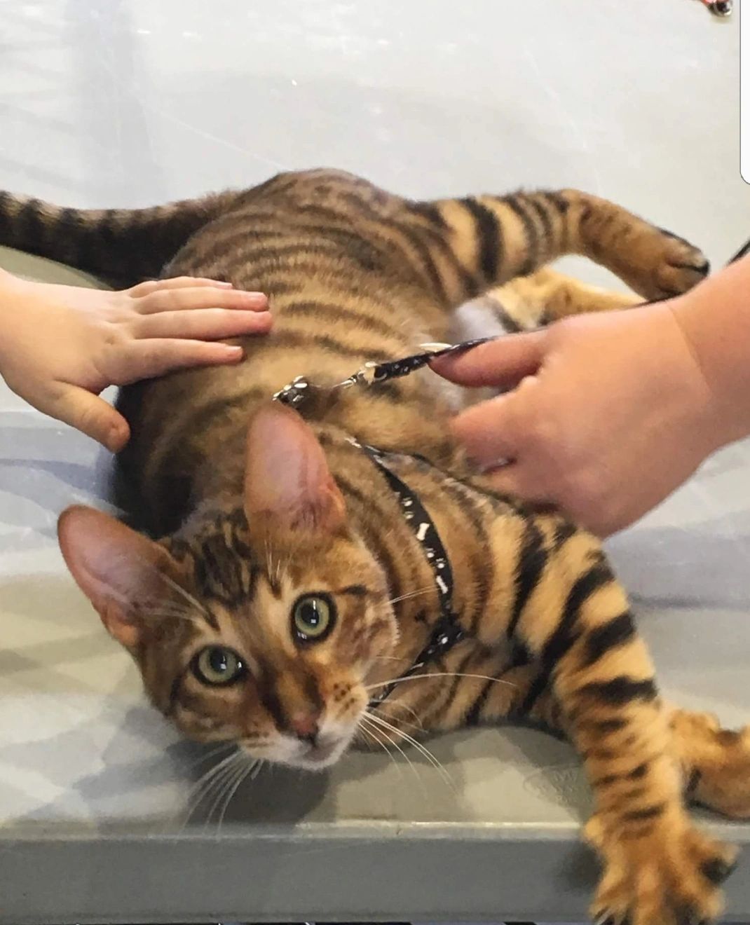 Oztoyger Oztoyger