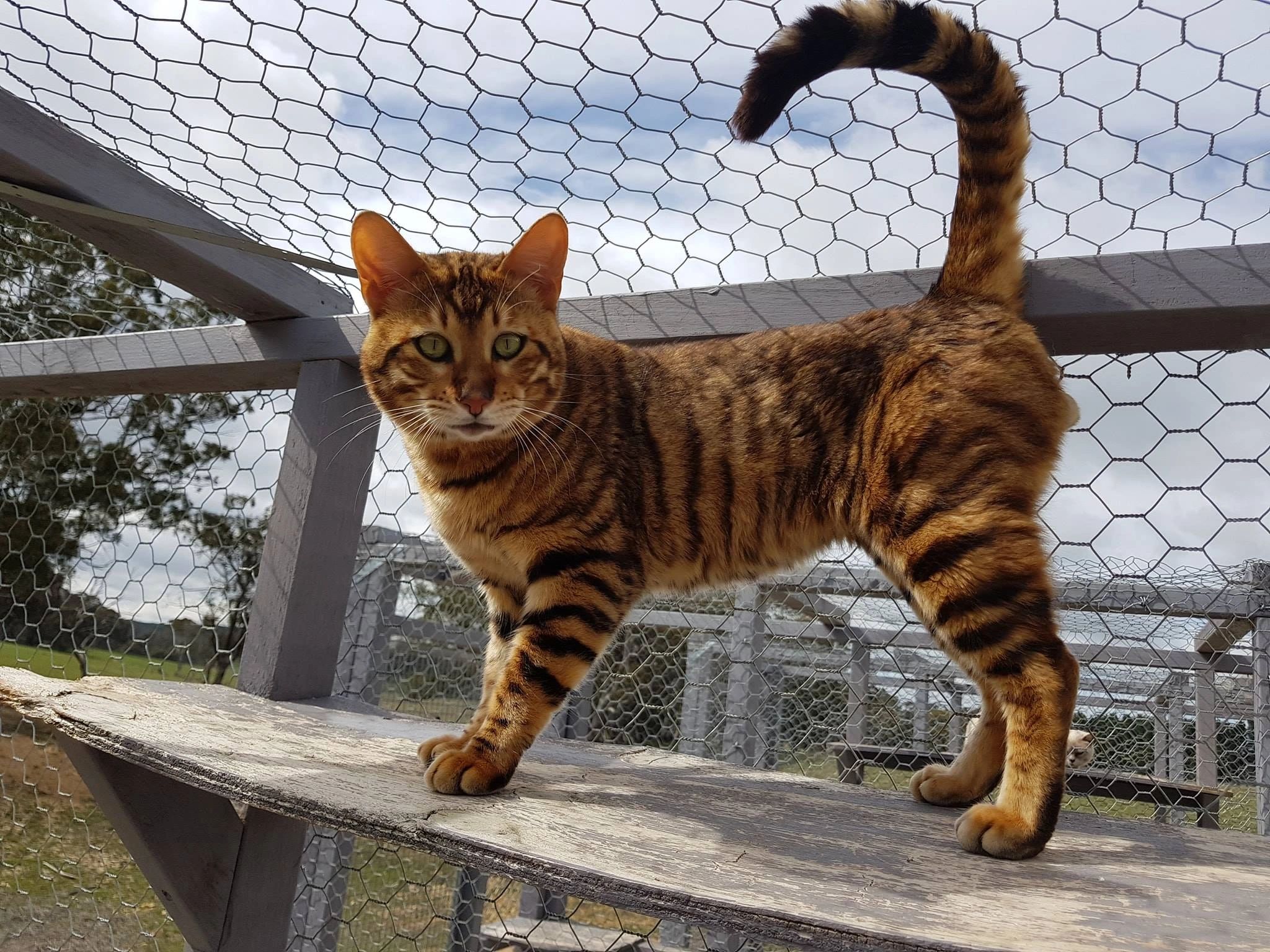 Oztoyger Oztoyger