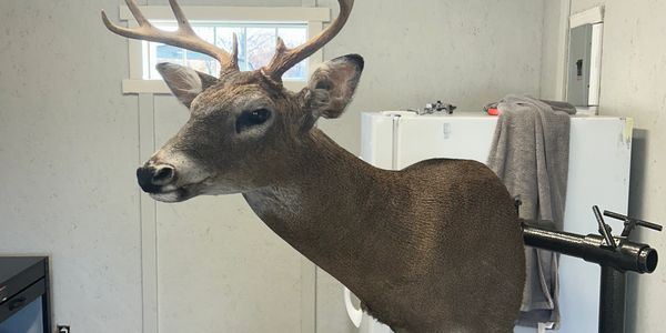 Mounted deer head with antlers in an indoor setting.