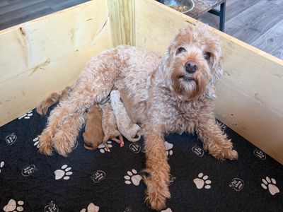 A dog nursing her newborn puppies in a cozy wooden box.