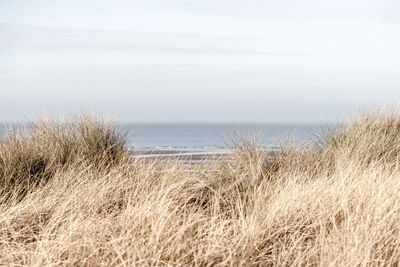 Grassy beach view