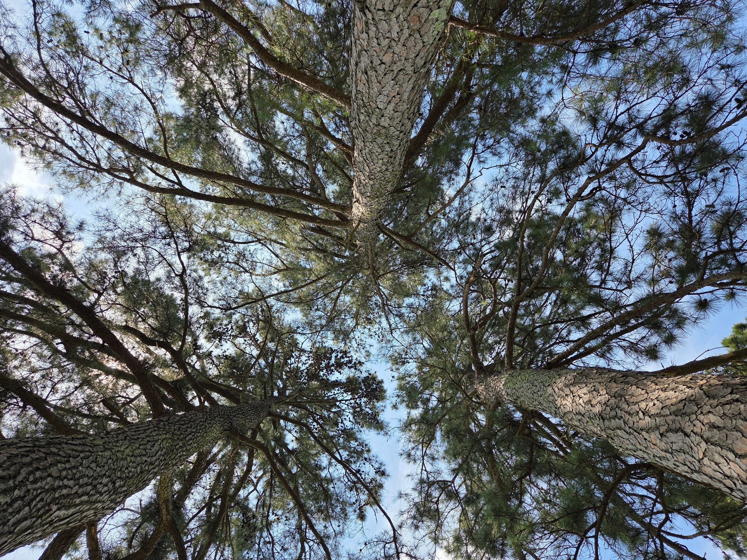 Loblolly Pine planted in the mid 1960's form a canopy of shade and filtered sunlight.