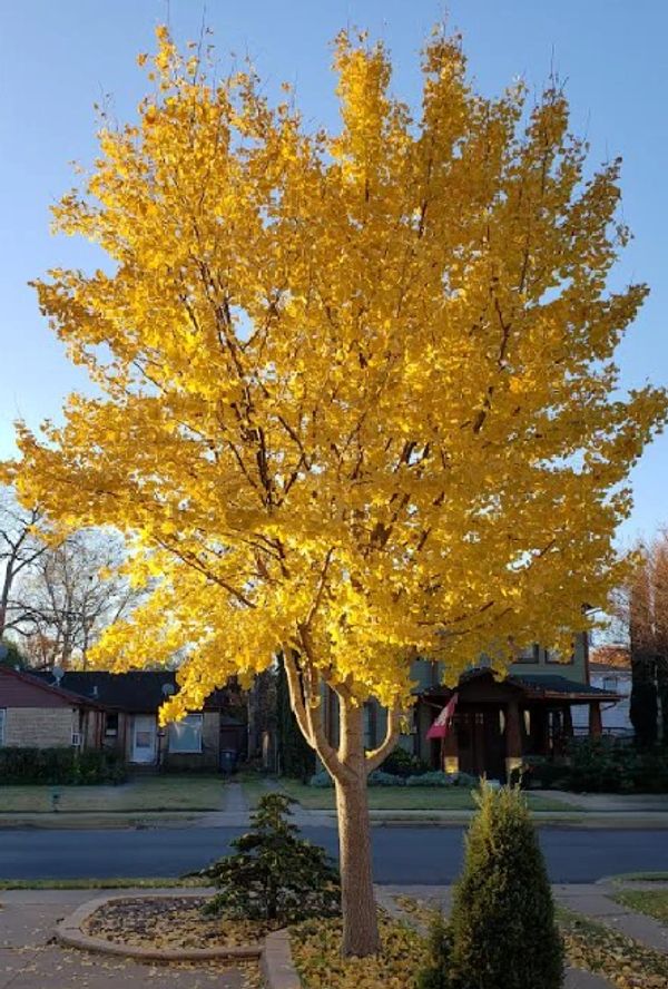 A tree with bright yellow leaves in a residential area during autumn.