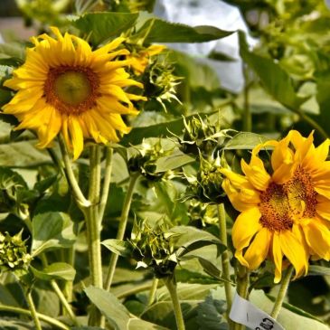 Flores de girasol amarillas en un campo.