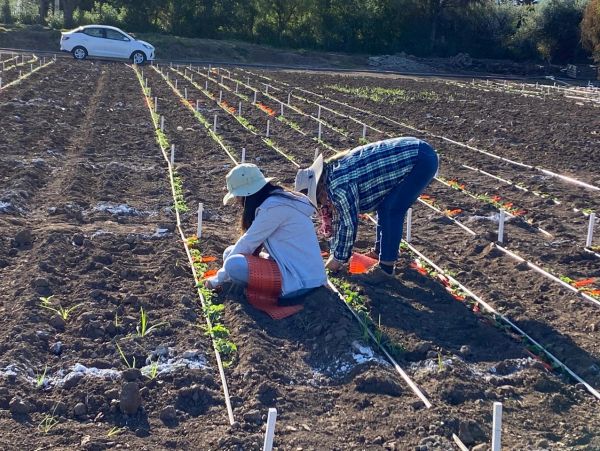 Dos personas trabajando en un campo cultivado.