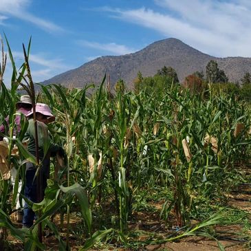 Personas trabajando en un campo de maíz bajo un cielo claro.