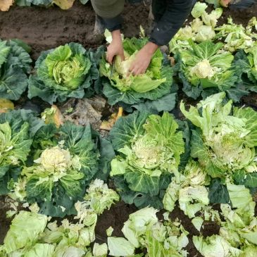 Persona cosechando lechugas en un campo.