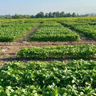 Campo con plantas verdes organizadas en filas.