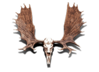 Maine Trophy Moose Hunts