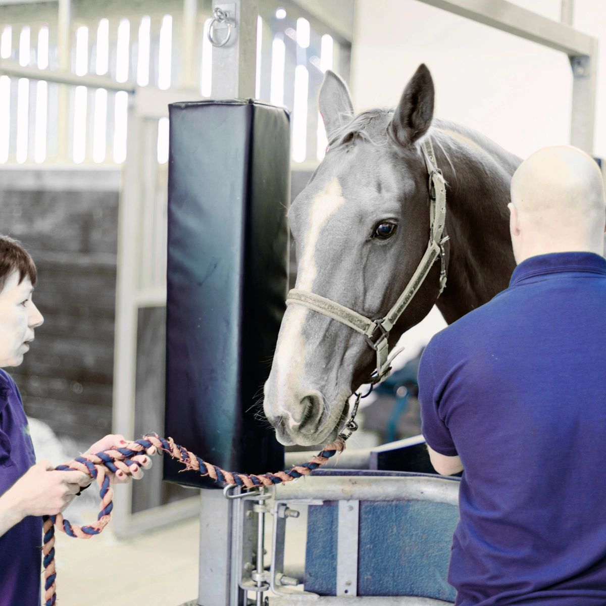 Equine Negligence: What owners need to know