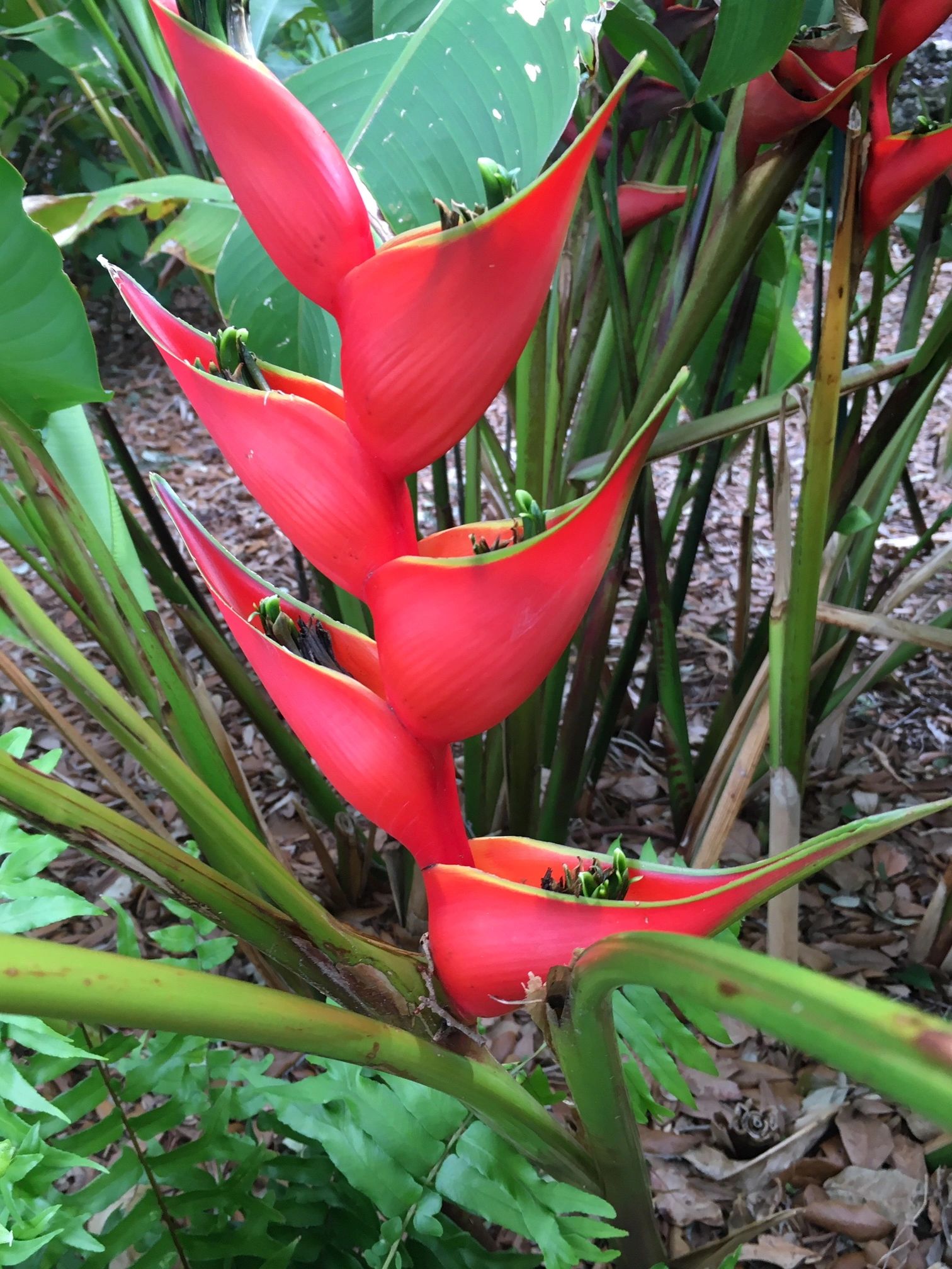 HOME Villa Key West of St James City, FL