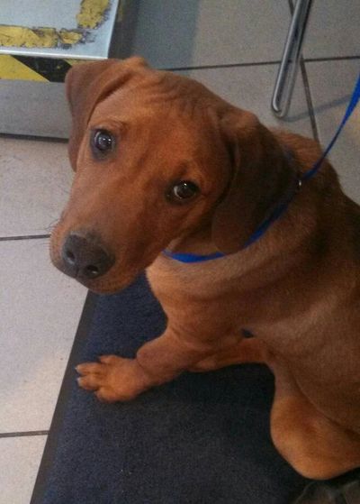 An older puppy waiting for his flight at the airport to head to his new home in California.