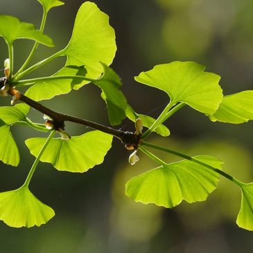 Ginkgo