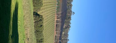 Vinyards at Foxey's
