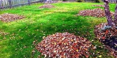 Back yard with several piles of leaves raked in the process of being cleaned up.