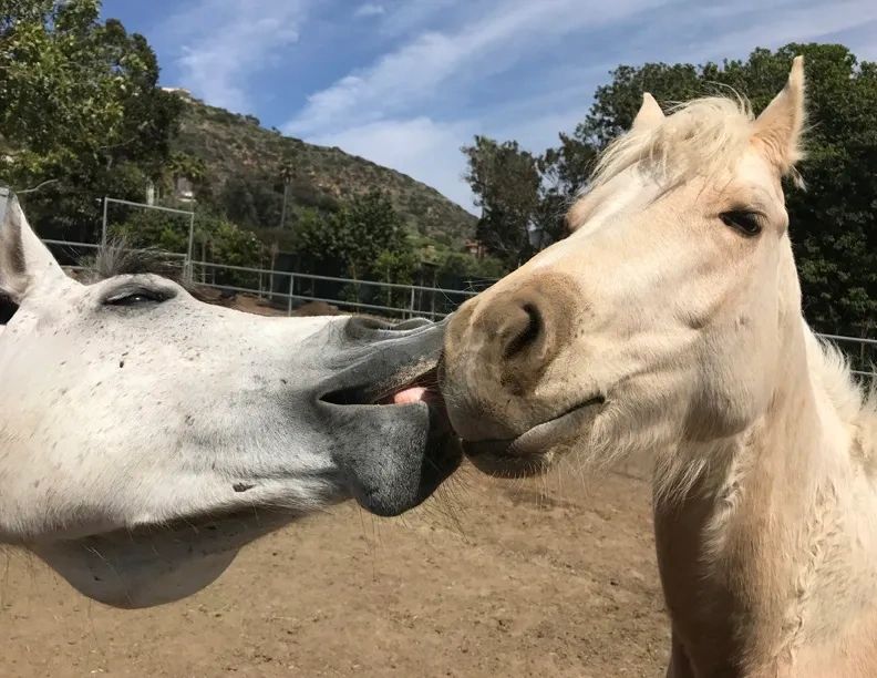 Two horses nuzzling each other affectionately outdoors.