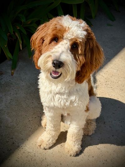 Curly-haired dog sitting on a sunlit pathway, looking adorable.