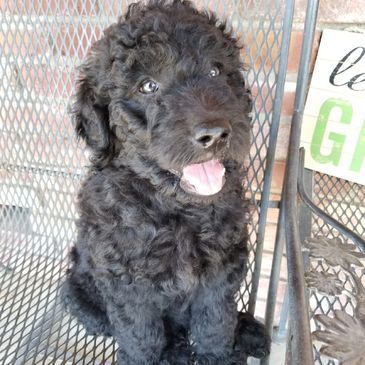 Registered 7 week old Blue Goldendoodle puppy.