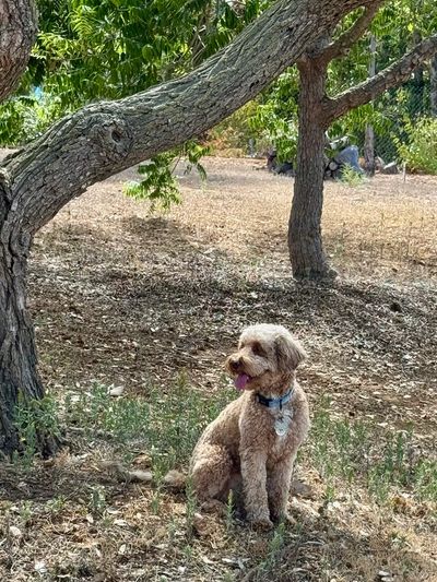 Dog sitting under a tree in a dry landscape.