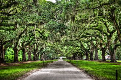 The beautiful Spanish Moss of the Low Country trees.