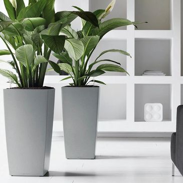 Office plants 