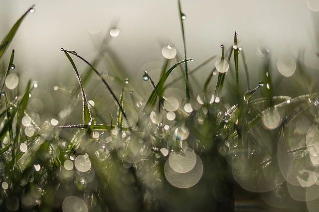 the-dew-of-hermon