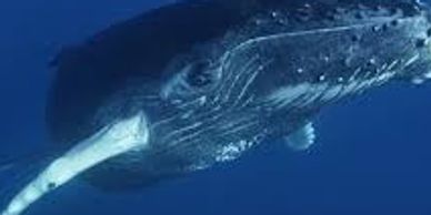 Whales in Vava'u