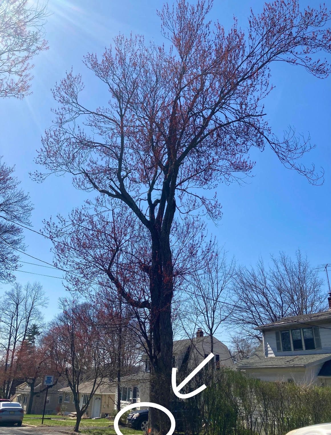 SAVE TREES BEHIND THE HIGH SCHOOL NEAR CRYSTAL WOODS AND CONFORTI