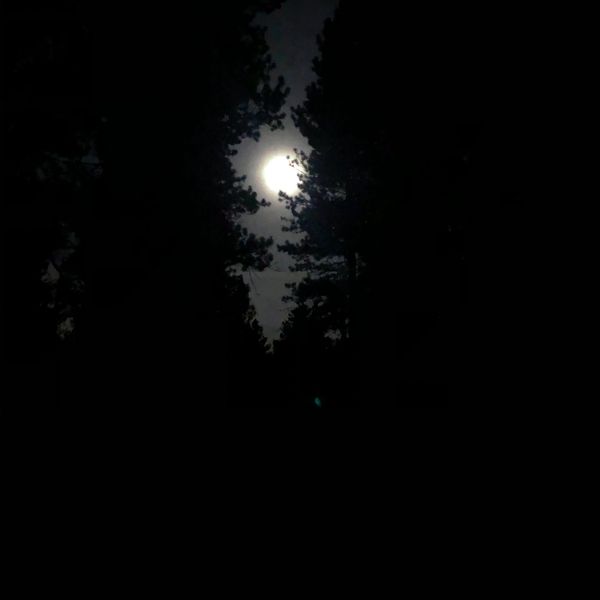 Bright full moon shining through silhouette of tall trees at night.