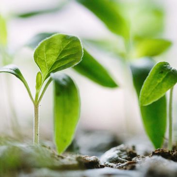 "The first signs of life — young shoots reaching up, reminding us how simple growth can be.