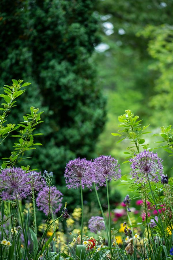 A serene garden scene featuring blooming purple alliums surrounded by fresh green foliage.