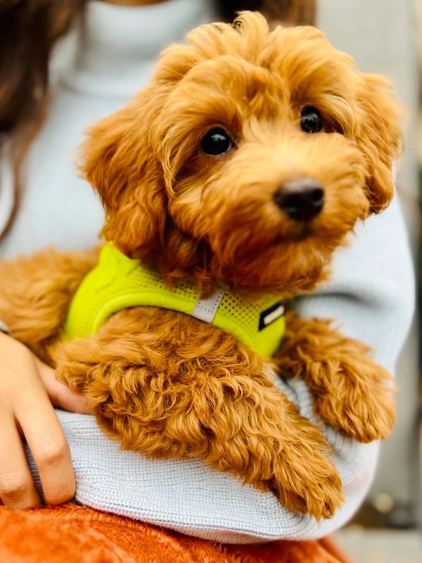 Toy Goldendoodle: A Perfect Blend of Charm and Companionship