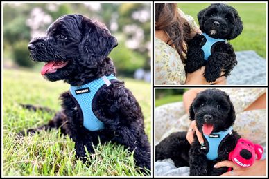 Cute black puppy wearing a blue harness outdoors and being held.