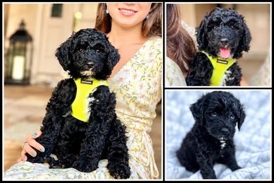Black curly-haired puppy in a yellow vest.
