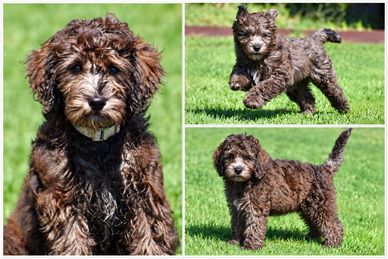 Fluffy brown puppy playing on the grass.