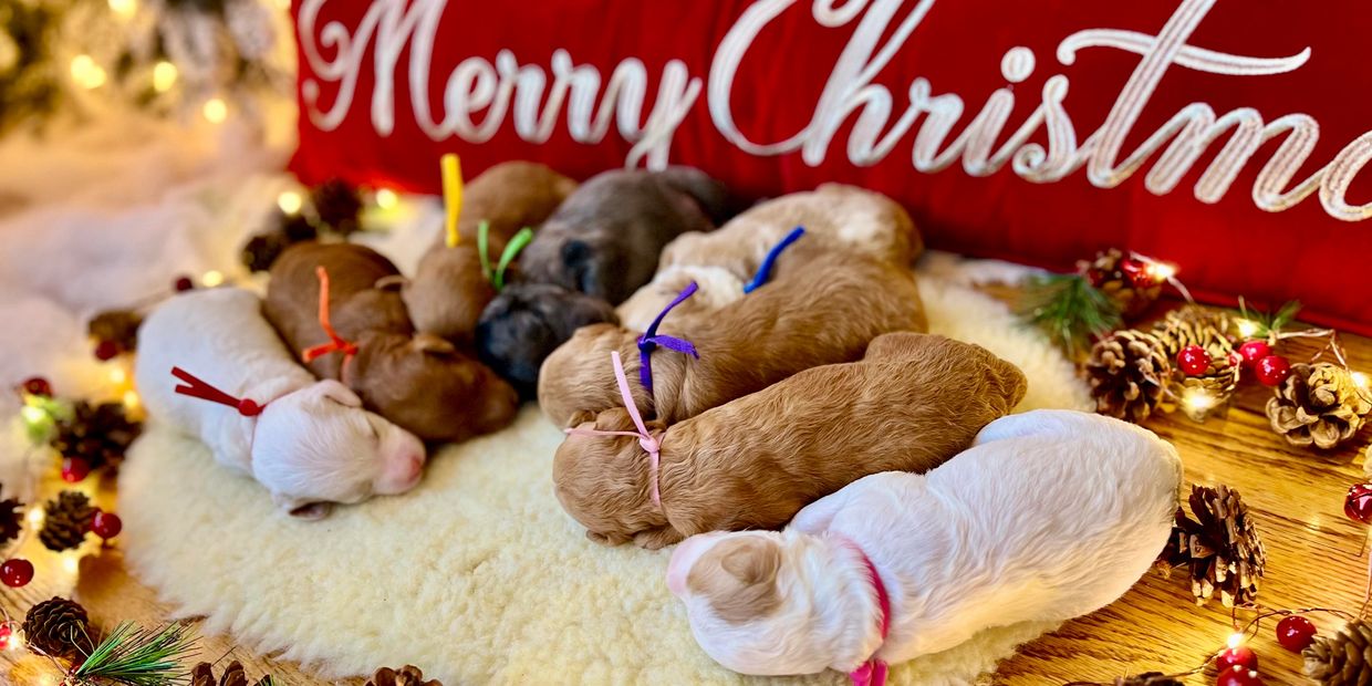 Peaceful puppies sleeping under the Christmas lights