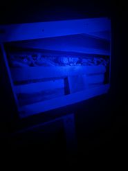 Ellen Hackl Fagan, Witchy Concealed Shoe at the Pond Weed House, photography, UV black light
